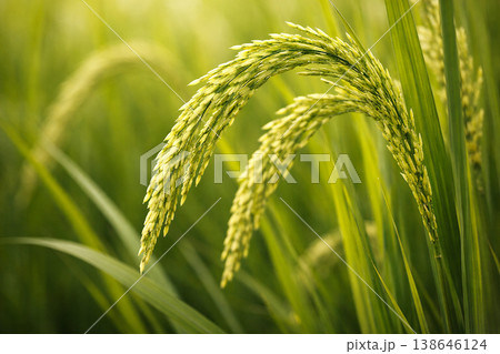 Close-up photograph of fresh green rice panicles bending gently among lush leaves in a vibrant paddy setting.Close-up photograph of fresh green rice panicles bending gently among lush leaves in a Close-up photograph of fresh green rice panicles bending gently among lush leaves in a vibrant paddy setting.Close-up photograph of fresh green rice panicles bending gently among lush leaves in a 138646124