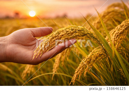 Human hand gently touching mature rice stalks in a glowing field with soft sunset tones behind. Human hand gently touching mature rice stalks in a glowing field with soft sunset tones behind. 138646125