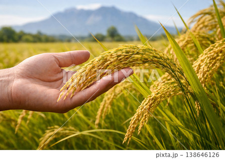 Open hand supporting ripe rice panicles in a sunlit field with distant mountain scenery and natural depth. 138646126