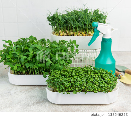 Growing fresh nutritious microgreens at home for healthy eating Growing fresh nutritious microgreens at home for healthy eating 138646238