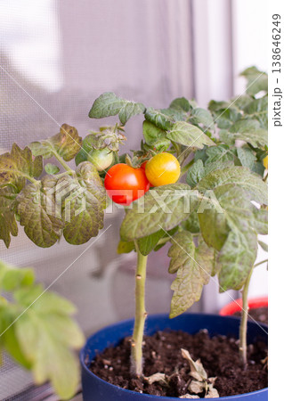 People plant and care for tomato plants on a balcony in the city. The small pots show green and red tomatoes ready to be picked during the growing season People plant and care for tomato plants on a balcony in the city. The small pots show green and red tomatoes ready to be picked during the growing season 138646249