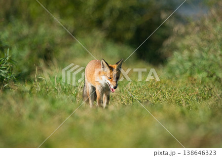 A fox with its mouth open and running across the meadow A fox with its mouth open and running across the meadow 138646323