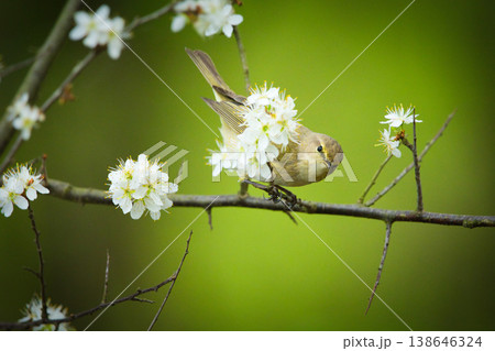 Common chiffchaff bird sitting on a branch with flowers Common chiffchaff bird sitting on a branch with flowers 138646324