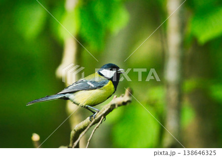A great tit bird sits sideways on a branch 138646325