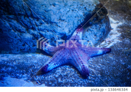 Close-up of the starfish in the aquarium tank. Marine Life. Animal concept. Close-up of the starfish in the aquarium tank. Marine Life. Animal concept. 138646384