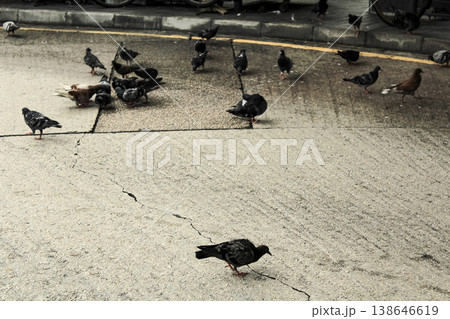Close-up of pigeons on the street. Street pigeons, birds in the city. Wild animal concept. 138646619