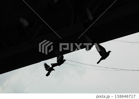 Pigeon flying to the sky in silhouette. Birdwatching. Wild bird, animal concept. 138646717
