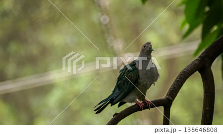 A green imperial pigeon on the tree branch, and the pigeon is tilting the head to the side. Bird Watching. Wild animal concept. A green imperial pigeon on the tree branch, and the pigeon is tilting the head to the side. Bird Watching. Wild animal concept. 138646808