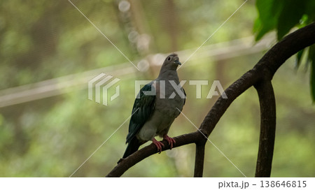 A green imperial pigeon on the tree branch, and the pigeon is tilting the head to the side. Bird Watching. Wild animal concept. A green imperial pigeon on the tree branch, and the pigeon is tilting the head to the side. Bird Watching. Wild animal concept. 138646815
