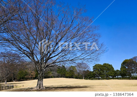 青空の美しい公園の広場と大きな木 138647364
