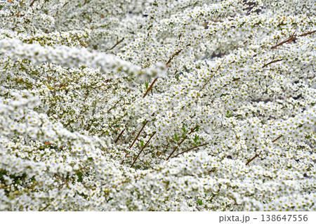 ユキヤナギ(雪柳) ユキヤナギ(雪柳) 138647556