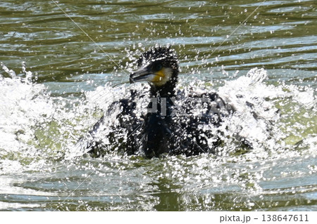 水遊びをするカワウ(河鵜) 138647611