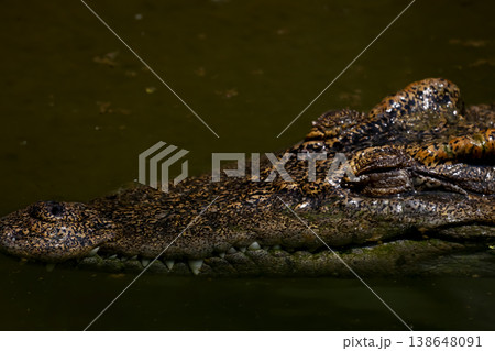 The crocodile is show head in the river The crocodile is show head in the river 138648091