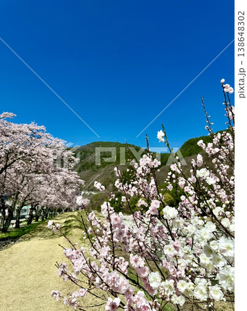 白と薄紅色の花桃、白い桜の花が青空に映える昼神温泉せせらぎの散歩道〈長野県下伊那郡阿智村〉 138648302