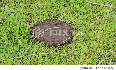 close up of a large pile of fresh wet flat cow dung on green pasture grass with copy space close up of a large pile of fresh wet flat cow dung on green pasture grass with copy space 138648409