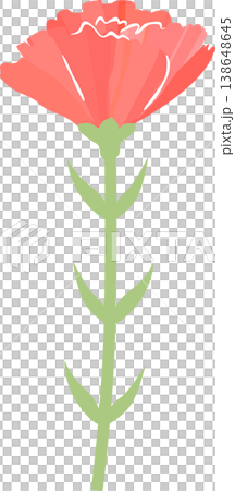 Vector illustration of a single red carnation Vector illustration of a single red carnation 138648645