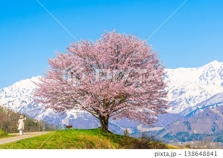 春の白馬 野平の一本桜 春の白馬 野平の一本桜 138648841