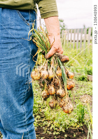 Farmer hands holding a bunch of freshly harvested organic onions with earthy roots, demonstrating sustainable agriculture. Growing organic produce in the garden, conscious living 138648993