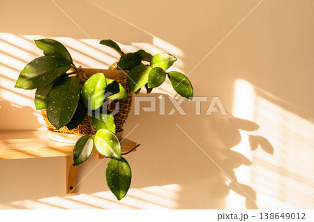 Hoya plant in a woven pot, casting shadows on a wall, illuminated by warm sunlight filtering through blinds. Home gardening, love of plants, lifestyle Hoya plant in a woven pot, casting shadows on a wall, illuminated by warm sunlight filtering through blinds. Home gardening, love of plants, lifestyle 138649012