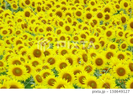 夏の明るいひまわり背景素材 夏の明るいひまわり背景素材 138649127
