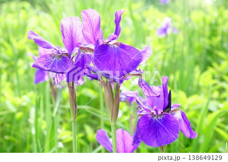 咲き誇る紫色のアイリスの花 咲き誇る紫色のアイリスの花 138649129