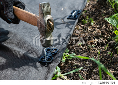 A person wearing boots and gloves is kneeling on the ground on a flower bed installing black weed fabric using galvanized steel pegs and a mallet. Concept image for DIY landscaping, weed protection. A person wearing boots and gloves is kneeling on the ground on a flower bed installing black weed fabric using galvanized steel pegs and a mallet. Concept image for DIY landscaping, weed protection. 138649134
