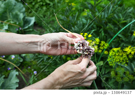 Hands gather garlic in a garden during summer 138649137