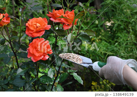 Gardener applying soil amendment to hydrangea flowers in a lush garden setting during the spring season Gardener applying soil amendment to hydrangea flowers in a lush garden setting during the spring season 138649139
