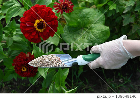 Gardener adding nutrients to blooming orange roses in early spring garden Gardener adding nutrients to blooming orange roses in early spring garden 138649140