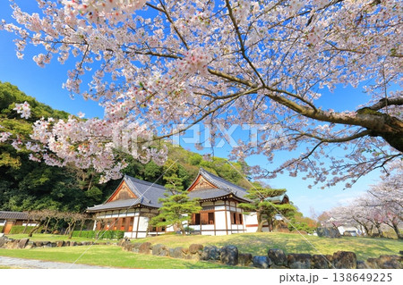 【兵庫県】満開の桜と龍野城の本丸御殿 138649225