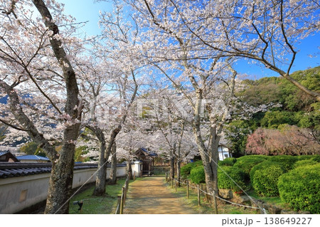 【兵庫県】満開の桜と龍野城 【兵庫県】満開の桜と龍野城 138649227