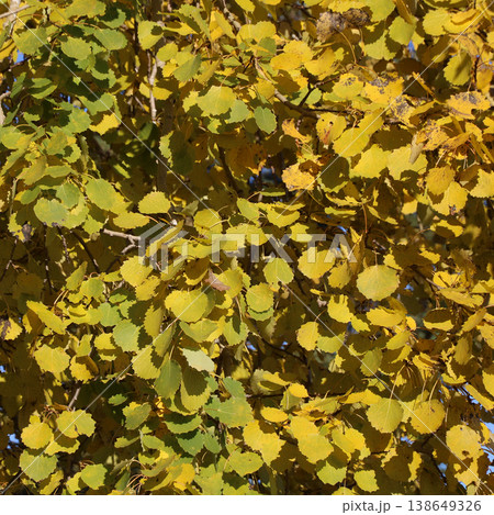 Golden aspen leaves on a autumn day in Sweden. Golden aspen leaves on a autumn day in Sweden. 138649326