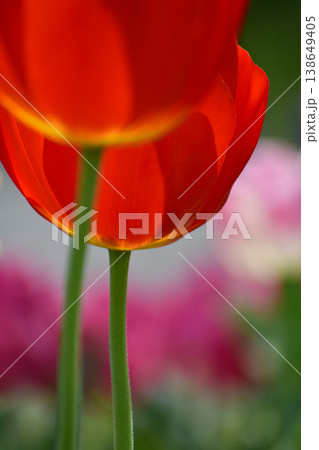 赤いチューリップ 138649405