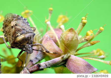 The smoke shield bug, also known as the smoke shield bug. The smoke shield bug, also known as the smoke shield bug. 138649409
