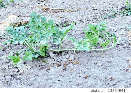 Watermelon plantation in the garden. 138649414