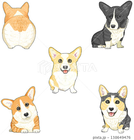 コーギー　5種 138649476
