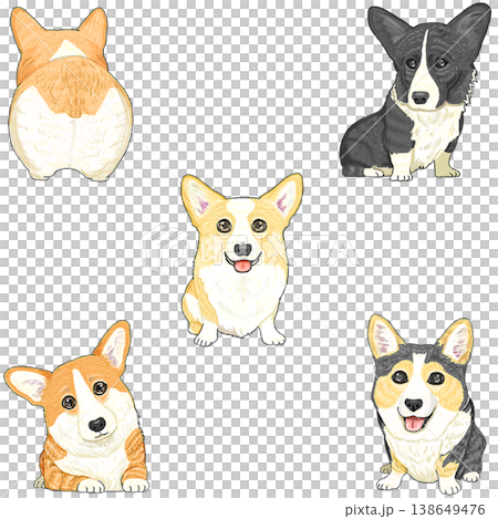 コーギー　5種 138649476