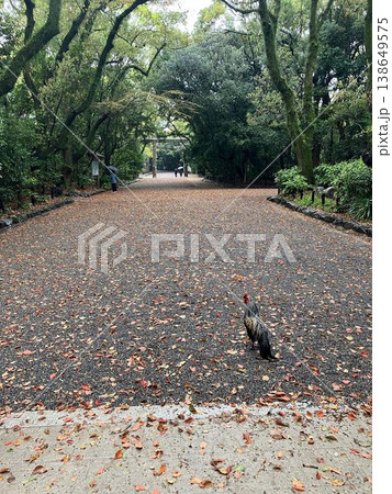 熱田神宮の参道に佇む鶏（神鶏）と遠くに見える鳥居の風景 138649575