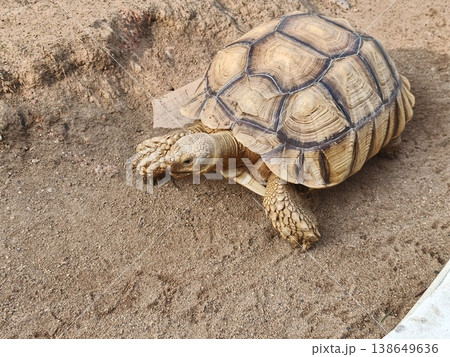 African Sulcata Tortoise Walking on Sandy Ground Side View African Sulcata Tortoise Walking on Sandy Ground Side View 138649636