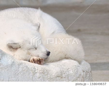 Arctic Fox Curled Up Sleeping on Rocky Surface Arctic Fox Curled Up Sleeping on Rocky Surface 138649637