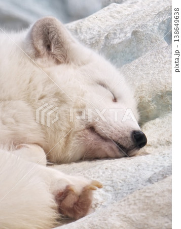 Arctic Fox Sleeping Close-Up Fluffy White Face Detail 138649638