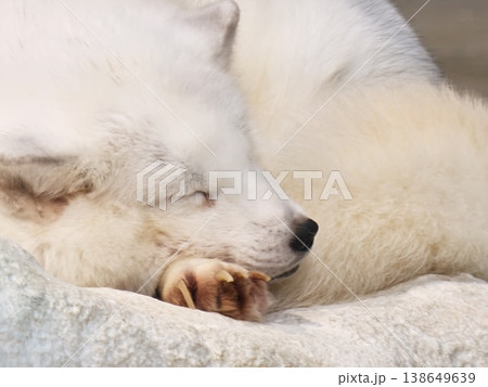 Arctic Fox Sleeping Close-Up Soft White Fur Face Detail Arctic Fox Sleeping Close-Up Soft White Fur Face Detail 138649639