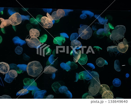 Blue Green Jellyfish Floating Bioluminescent in Dark Aquarium Blue Green Jellyfish Floating Bioluminescent in Dark Aquarium 138649640