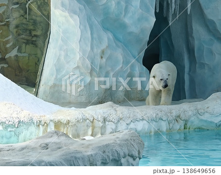 Polar Bear Near Ice Cave Entrance at Zoo Arctic Habitat Polar Bear Near Ice Cave Entrance at Zoo Arctic Habitat 138649656