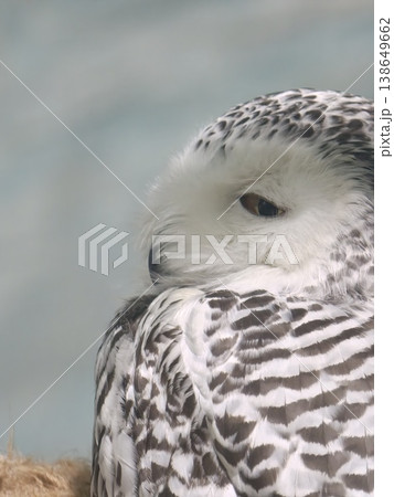 Snowy Owl Close-Up Portrait Eye Open Looking Downward Snowy Owl Close-Up Portrait Eye Open Looking Downward 138649662