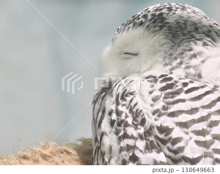 Snowy Owl Sleeping Eyes Closed Fluffy White Feathers Snowy Owl Sleeping Eyes Closed Fluffy White Feathers 138649663