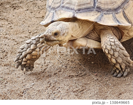 Sulcata Tortoise Side Profile Walking on Sand Sulcata Tortoise Side Profile Walking on Sand 138649665