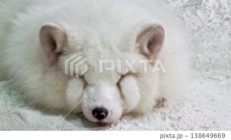 White Arctic Fox Sleeping Close-Up Cute Fluffy Face White Arctic Fox Sleeping Close-Up Cute Fluffy Face 138649669