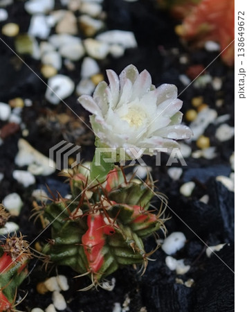 White Cactus Flower in Bloom with Water Droplets Close-Up 138649672