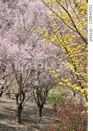 散り始めた桜 138649701